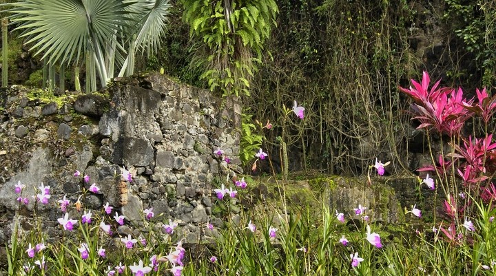 Butterflies Garden