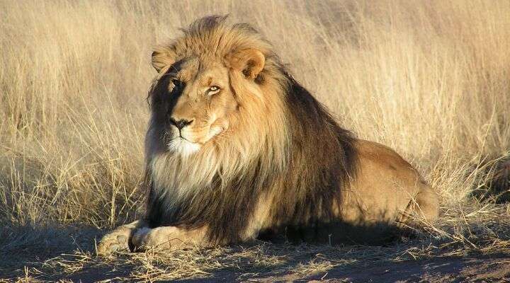 Lion Encounter