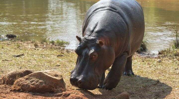 Mlilwane Wildlife Sanctuary