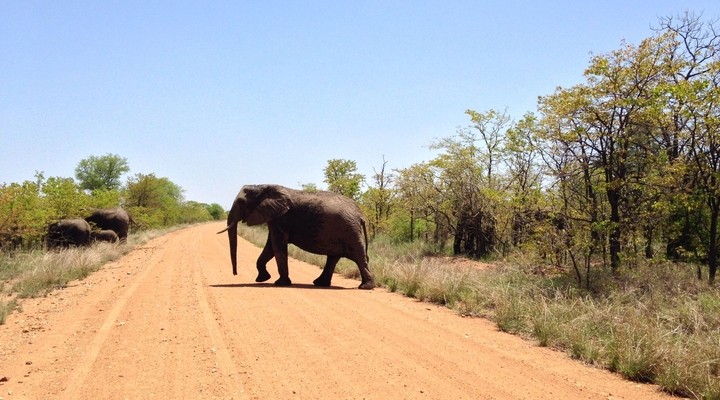 Olifant steek over Kruger park