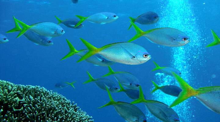 Great Barrier Reef