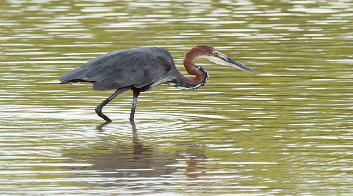 Tropische vogel in de Gambia River