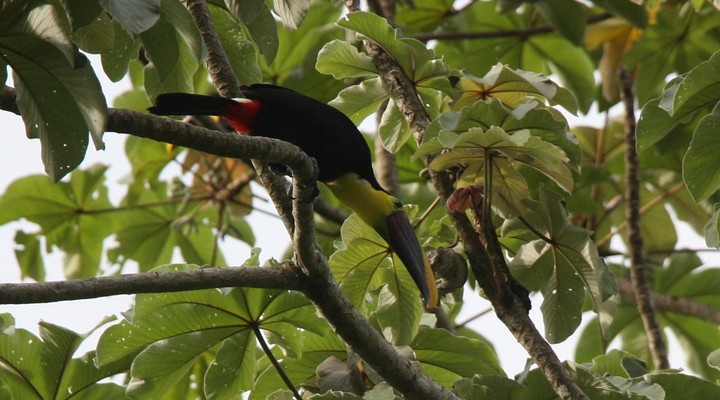 De toekan is in Costa Rica in het wild te zien