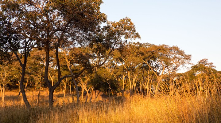 Leeuwen en Cheetah park Harare Zimbabwe