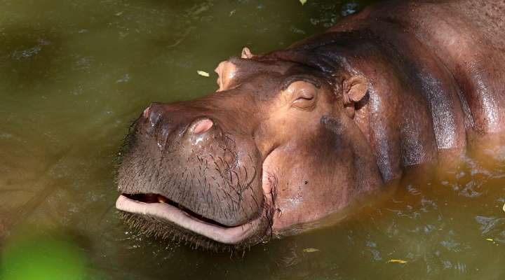 Ajai Game Reserve