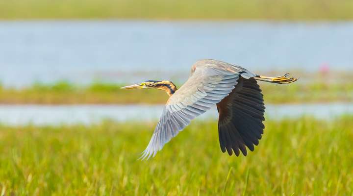 Vogels spotten