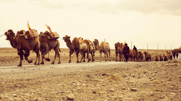 Kamelen op de Zijderoute