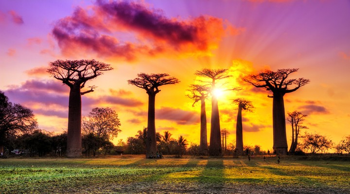 Avenue of the Baobabs in Madagaskar