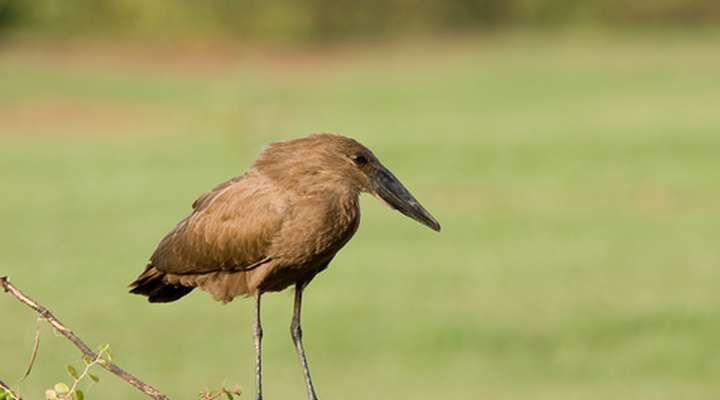 Kiang West National Park