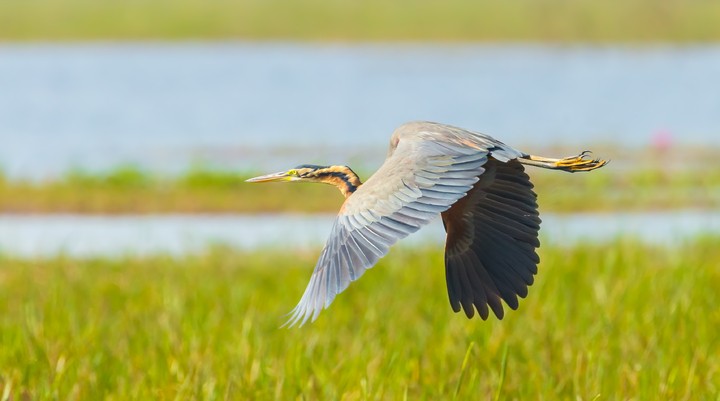 Vogels spotten