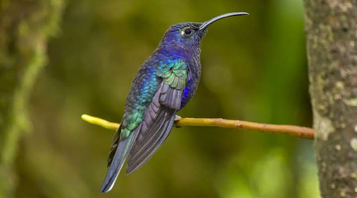 Monteverde