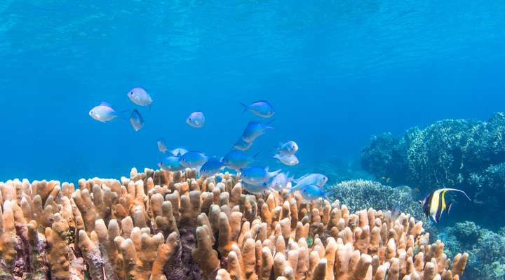 Aquarium Reef