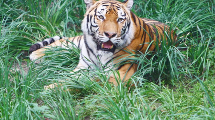 Chitwan National Park