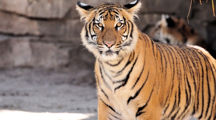 Dulahazra Safari Park