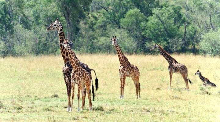 Giraffen in Uganda