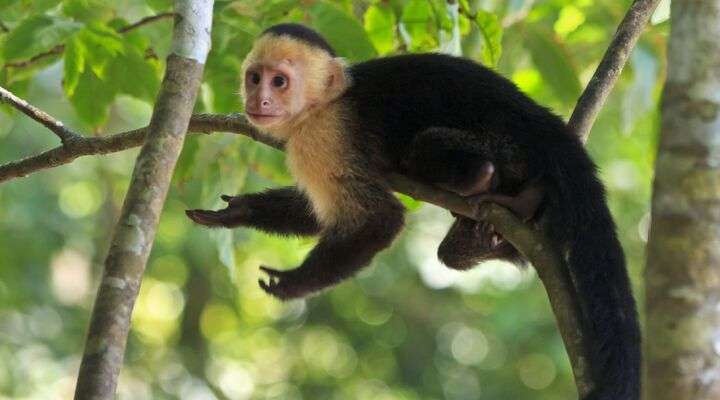 Nationaal Park Manuel Antonio