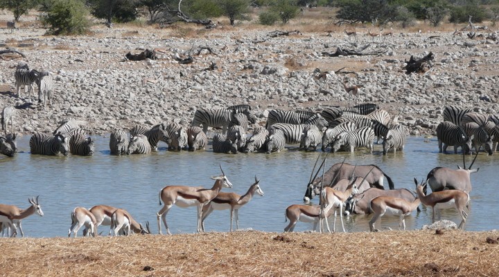 Etosha National Park