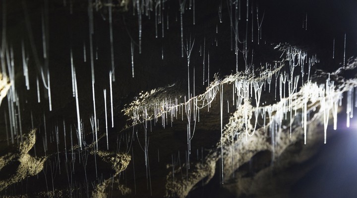 Waitomo Glowworm Caves