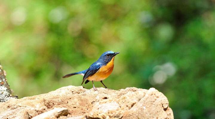 Vogels spotten