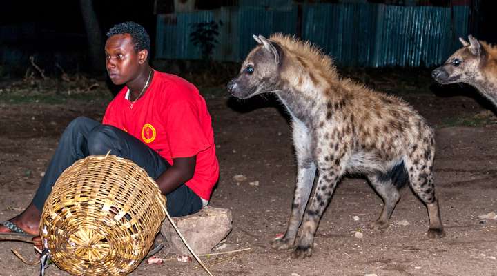 Hyena's voeren