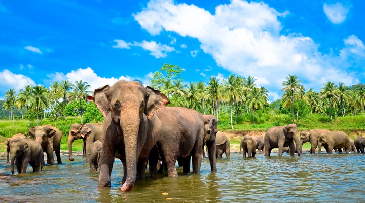 Olifanten in het water in Sri Lanka