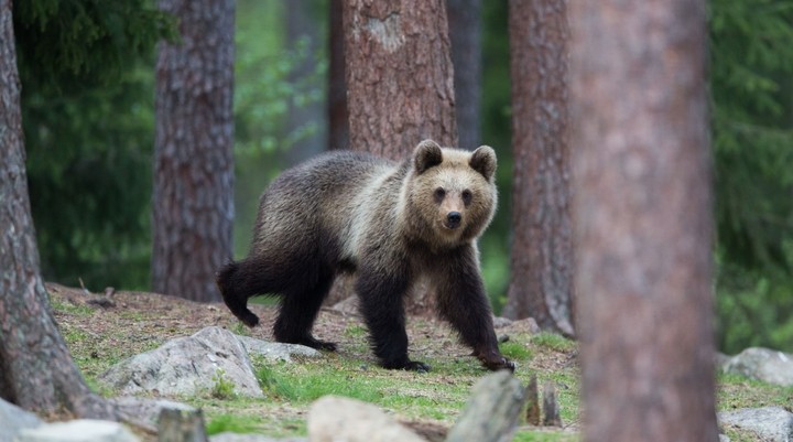 Ranua dierentuin