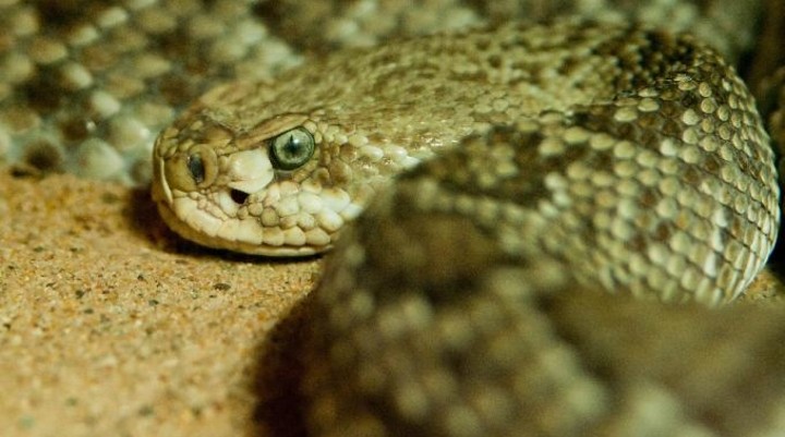 Diergaarde Blijdorp