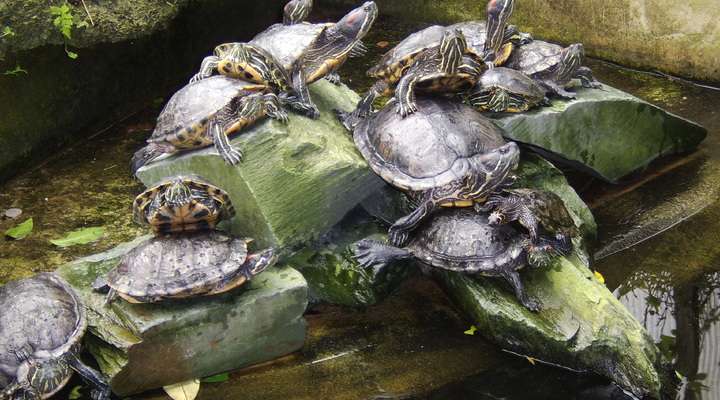 Tropical World