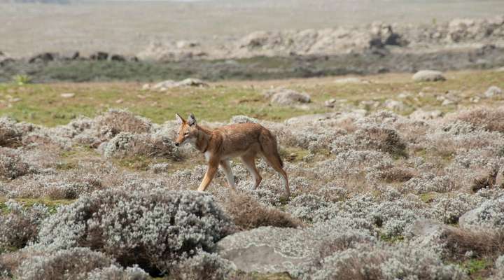 Simien Mountains National Park