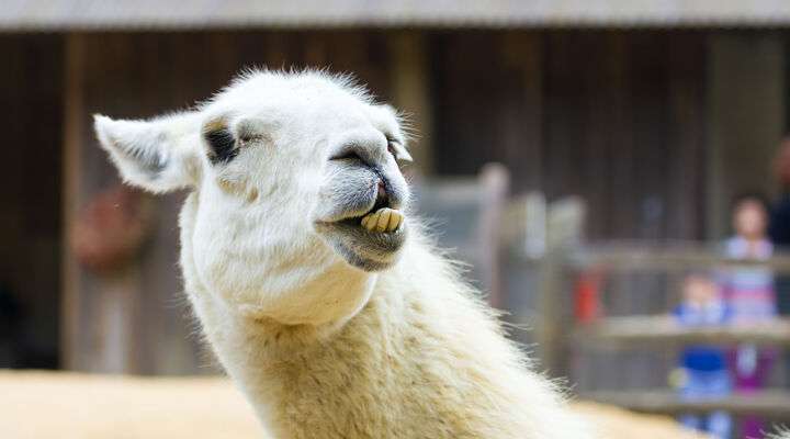 Neunkirchen Zoo