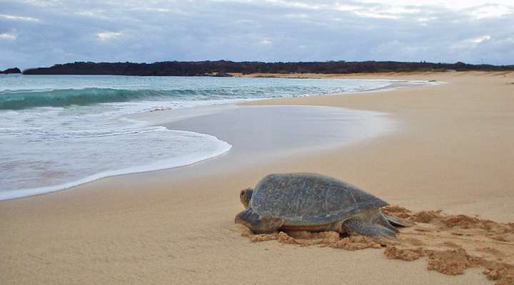 Schildpadden