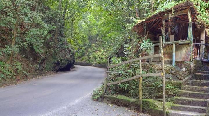 Fern Gully
