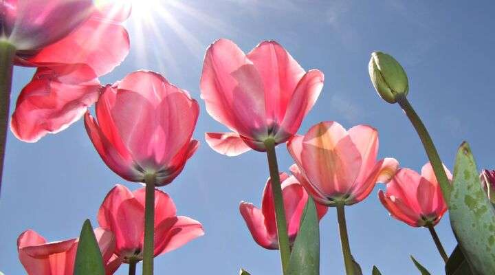 Floriade