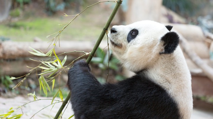 Wolong National Nature Reserve
