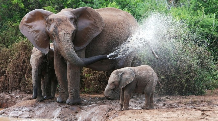 The Babile Elephant Sanctuary