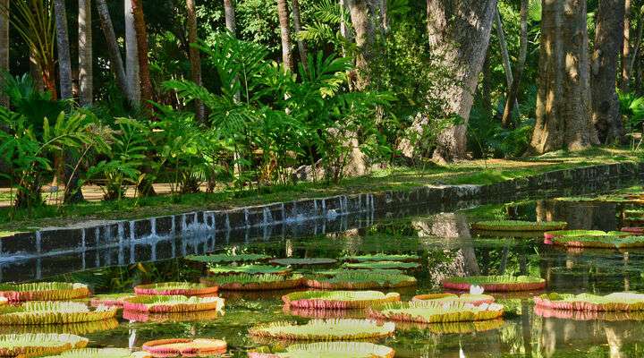 De botanische tuin van Pamplemousses