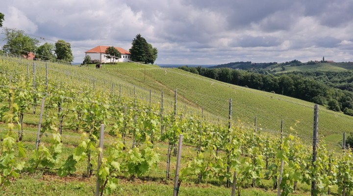 Wijnvelden in Slovenië
