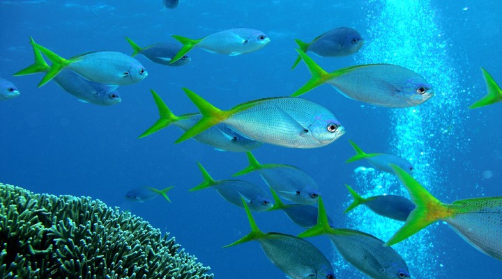 Great Barrier Reef