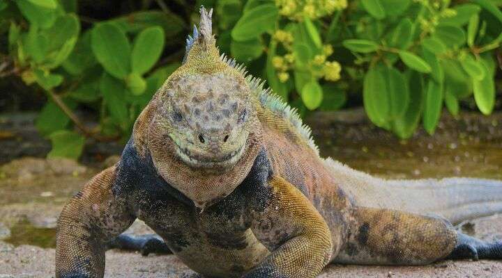 Iguana, Ecuador