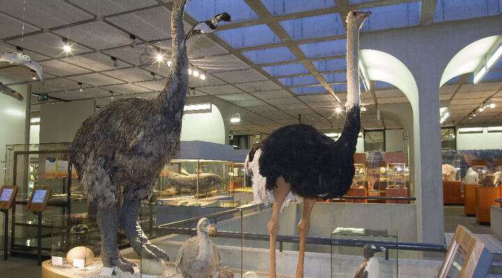 Parc Botanique et Zoölogique de Tsimbazaza