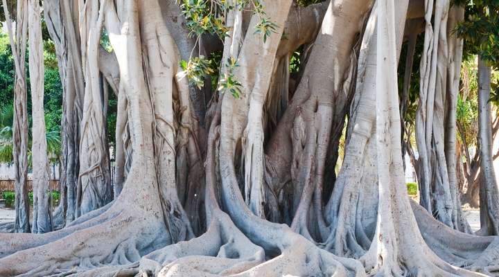 Orto Botanico di Palermo