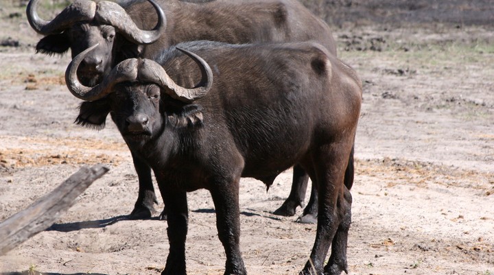 Hwange National Park