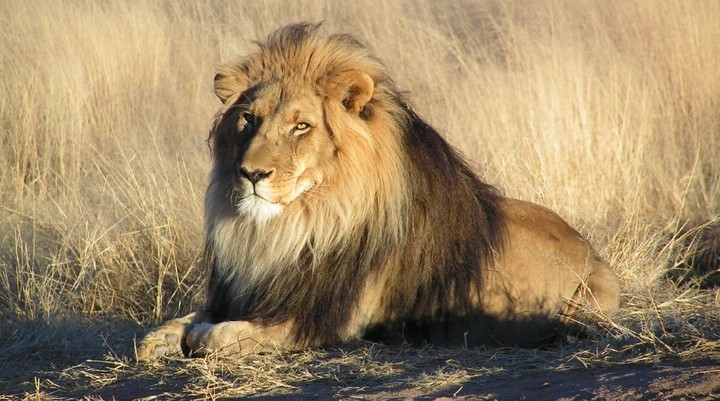 Lion Encounter