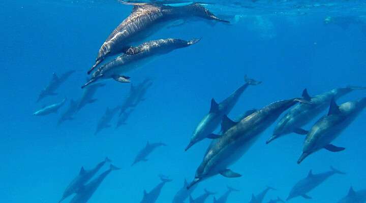 Dolphin House