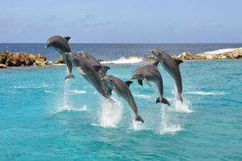 Top 5 excursies Curaçao