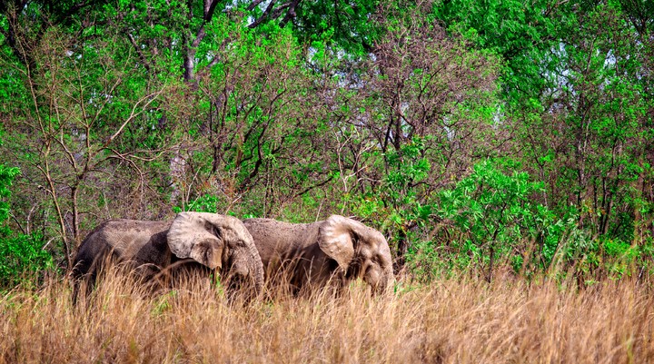 Nationaal Park Mole