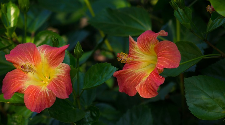 Hydroflora Gardens