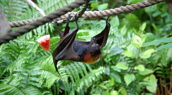 Guanacaste National Park
