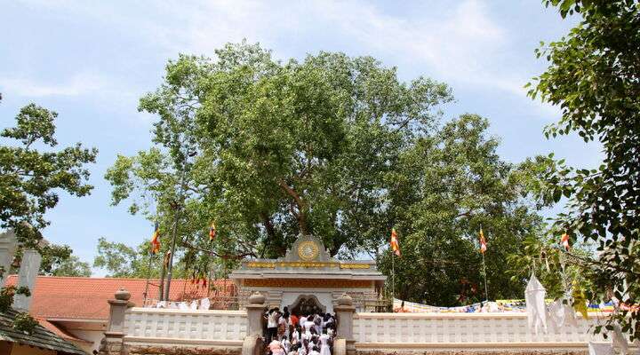 Sri Maha Bodhi