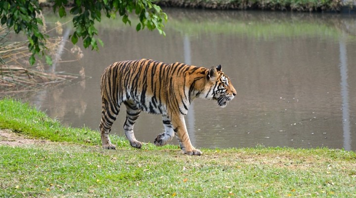 Casela Nature & Leisure Park